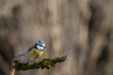 Blue Tit Bird Close-up perched on a branch