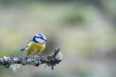 Blue Tit Bird Close-up perched on a branch