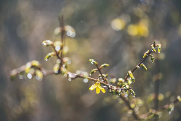 Flowering Tree Branch Rain — Zdjęcie stockowe