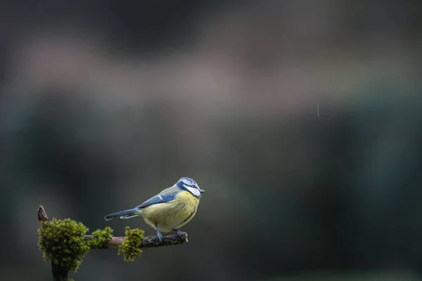 Blue Tit Bird Close Perched Branch — Stock Fotó