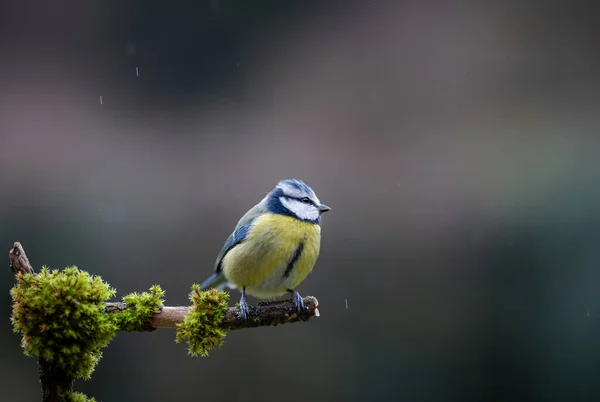 Blue Tit Bird Close Perched Branch — Stock Fotó