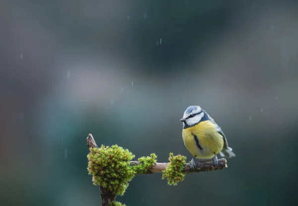 Blue Tit Bird Close Perched Branch — Stockfoto