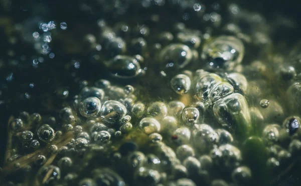 Frog Egg Jelly Bubbles — Photo