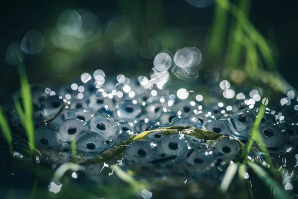 Su yüzeyinde kurbağa yumurtaları