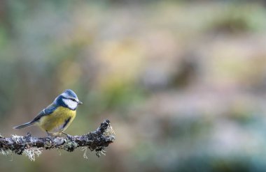 blue tit isolated on a branch in the garden