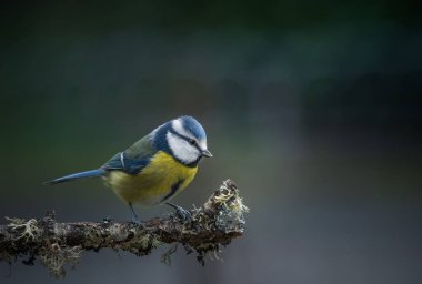blue tit isolated on a branch in the garden