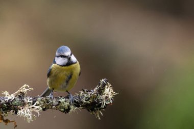 blue tit isolated on a branch in the garden