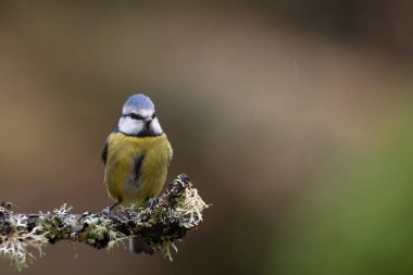 blue tit isolated on a branch in the garden