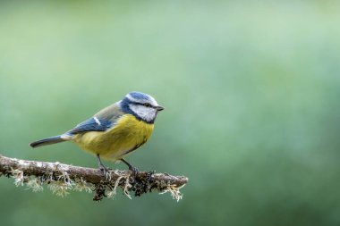 blue tit isolated on a branch in the garden