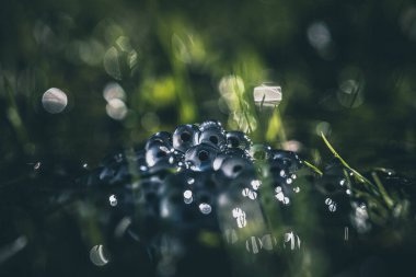 Su yüzeyinde kurbağa yumurtaları