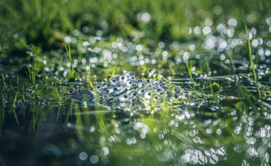 Su yüzeyinde kurbağa yumurtaları