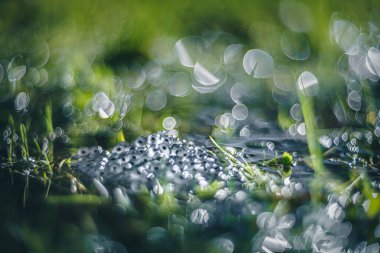 Su yüzeyinde kurbağa yumurtaları