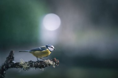 blue tit isolated on a branch in the garden