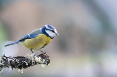 blue tit isolated on a branch in the garden