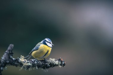 blue tit isolated on a branch in the garden