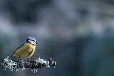 blue tit isolated on a branch in the garden