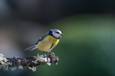 blue tit isolated on a branch in the garden