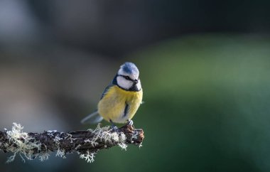blue tit isolated on a branch in the garden