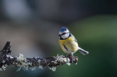 blue tit isolated on a branch in the garden