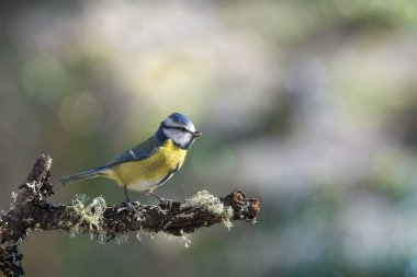 blue tit isolated on a branch in the garden