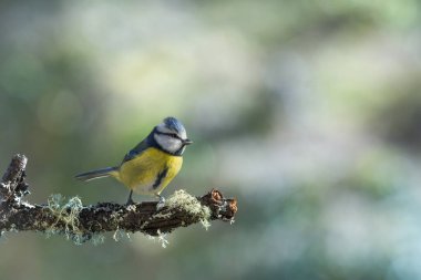 blue tit isolated on a branch in the garden