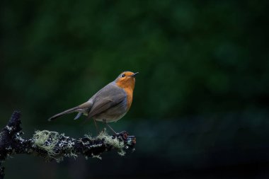 Robin yağmurlu havada bir dala tünedi.
