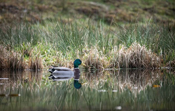 Canard Dans Lac — Photo