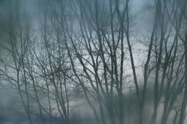 Tree Branches Reflecting Water Surface — Stock fotografie