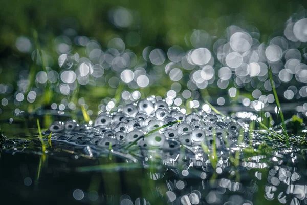 Su yüzeyinde kurbağa yumurtaları