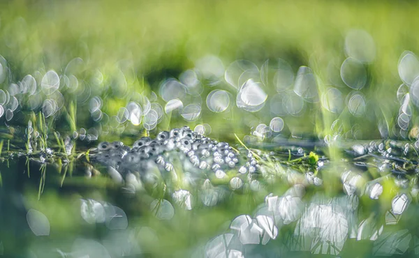 Žabí Vejce Vodní Hladině — Stock fotografie