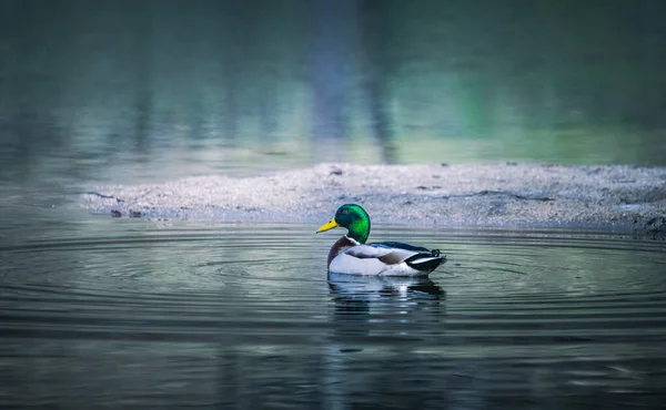 湖中的鸭子 — 图库照片