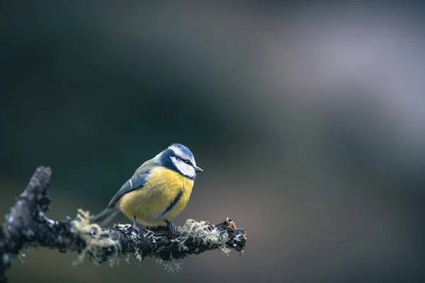 Blue Tit Isolated Branch Garden — Foto Stock