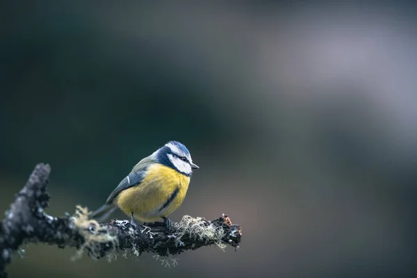 Blue Tit Isolated Branch Garden —  Fotos de Stock