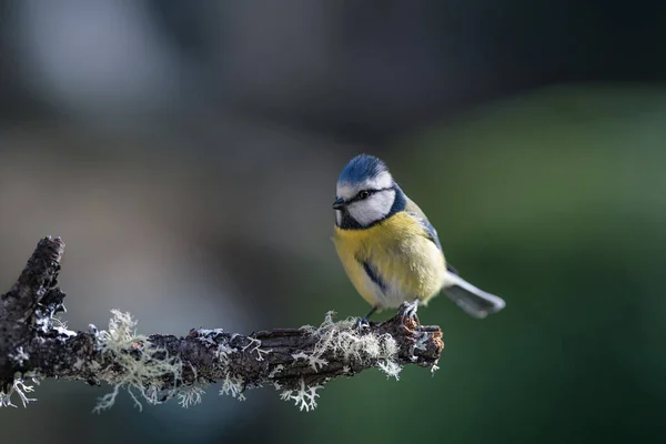 Blue Tit Isolated Branch Garden — Stock Fotó