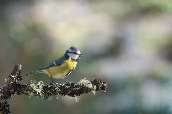 Blue Tit Isolated Branch Garden — Stock Fotó