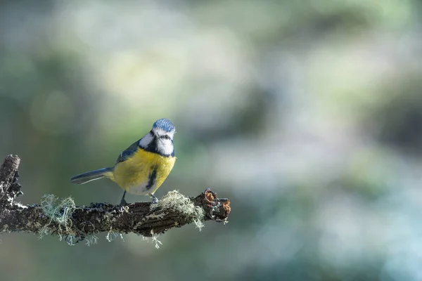 Blue Tit Isolated Branch Garden — Stock Fotó