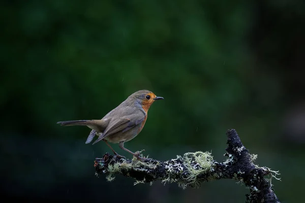 Robin Perched Branch Rainy Weather — Foto Stock