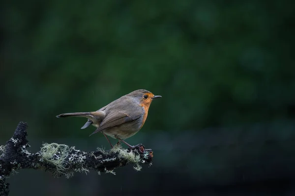 Robin Perched Branch Rainy Weather — Stock Photo, Image