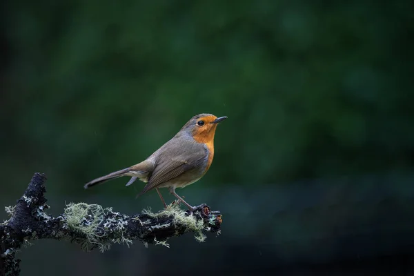 Robin Perché Sur Une Branche Par Temps Pluvieux — Photo