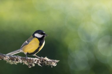 great tit isolated on a branch in the garden