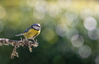blue tit isolated on a branch in the garden