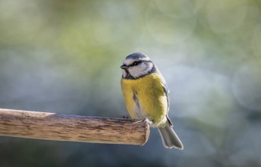 blue tit isolated on a branch in the garden