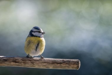 blue tit isolated on a branch in the garden
