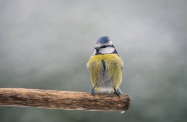blue tit isolated on a branch in the garden
