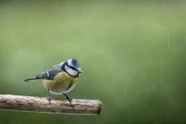 blue tit isolated on a branch in the garden