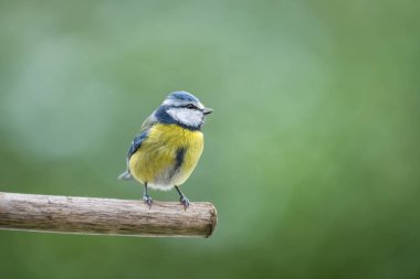 blue tit isolated on a branch in the garden
