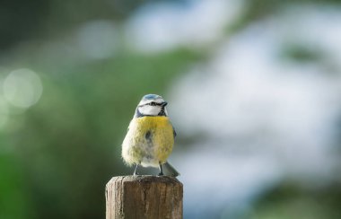 Blue tit on a fence post in winter
