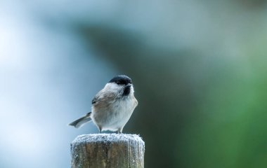 Kışın bir çit direğinde siyah başlıklı Chickadee.