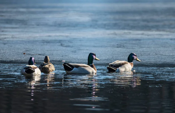 冬候在冰湖上的鸭子 — 图库照片