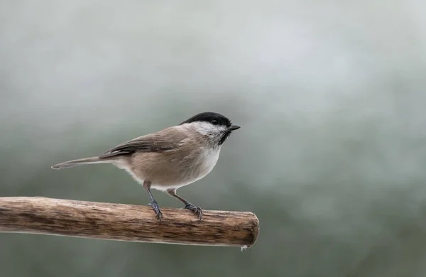 Black Capped Chickadee Branch — Photo